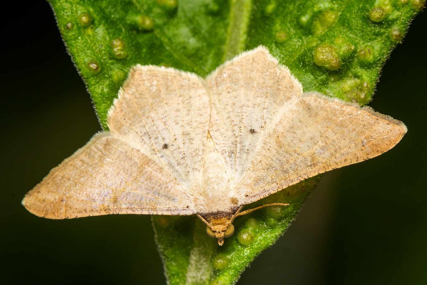 Dot-Lined Angle Moth Barbados