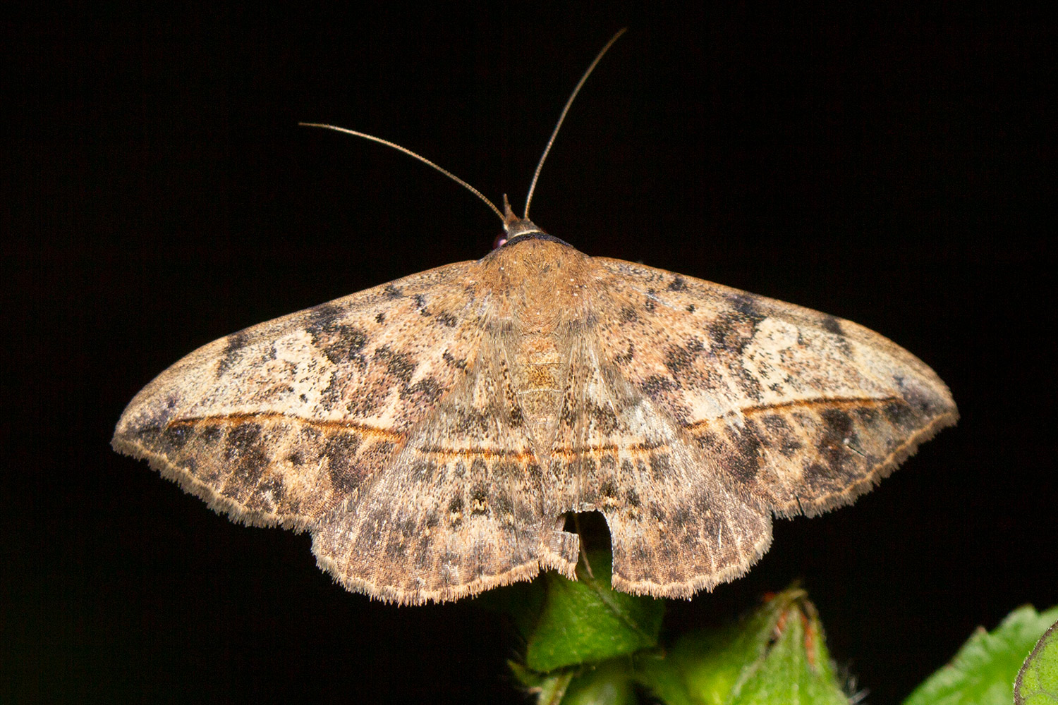 Velvetbean Moth Barbados