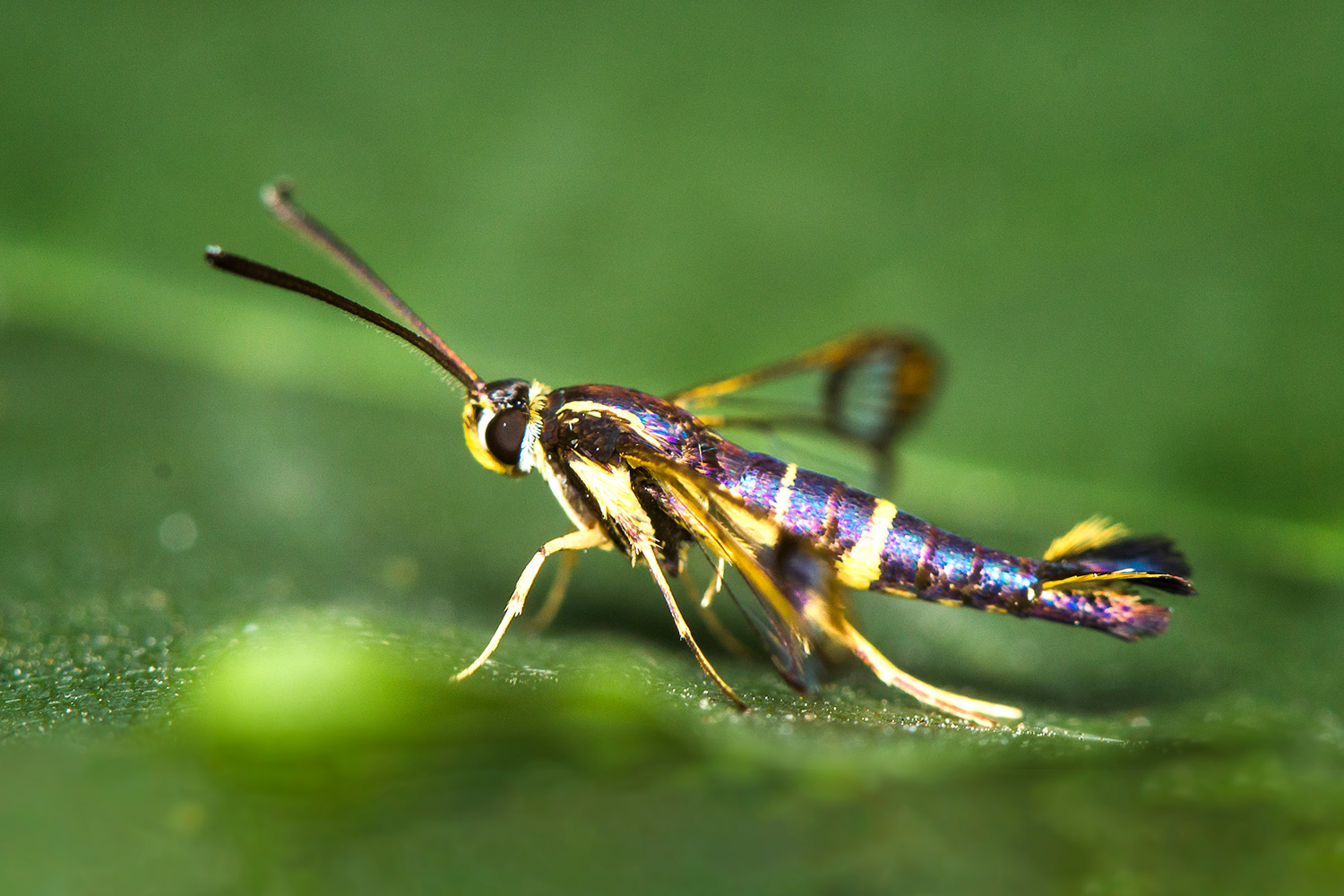 Current Clearwing Moth Barbados