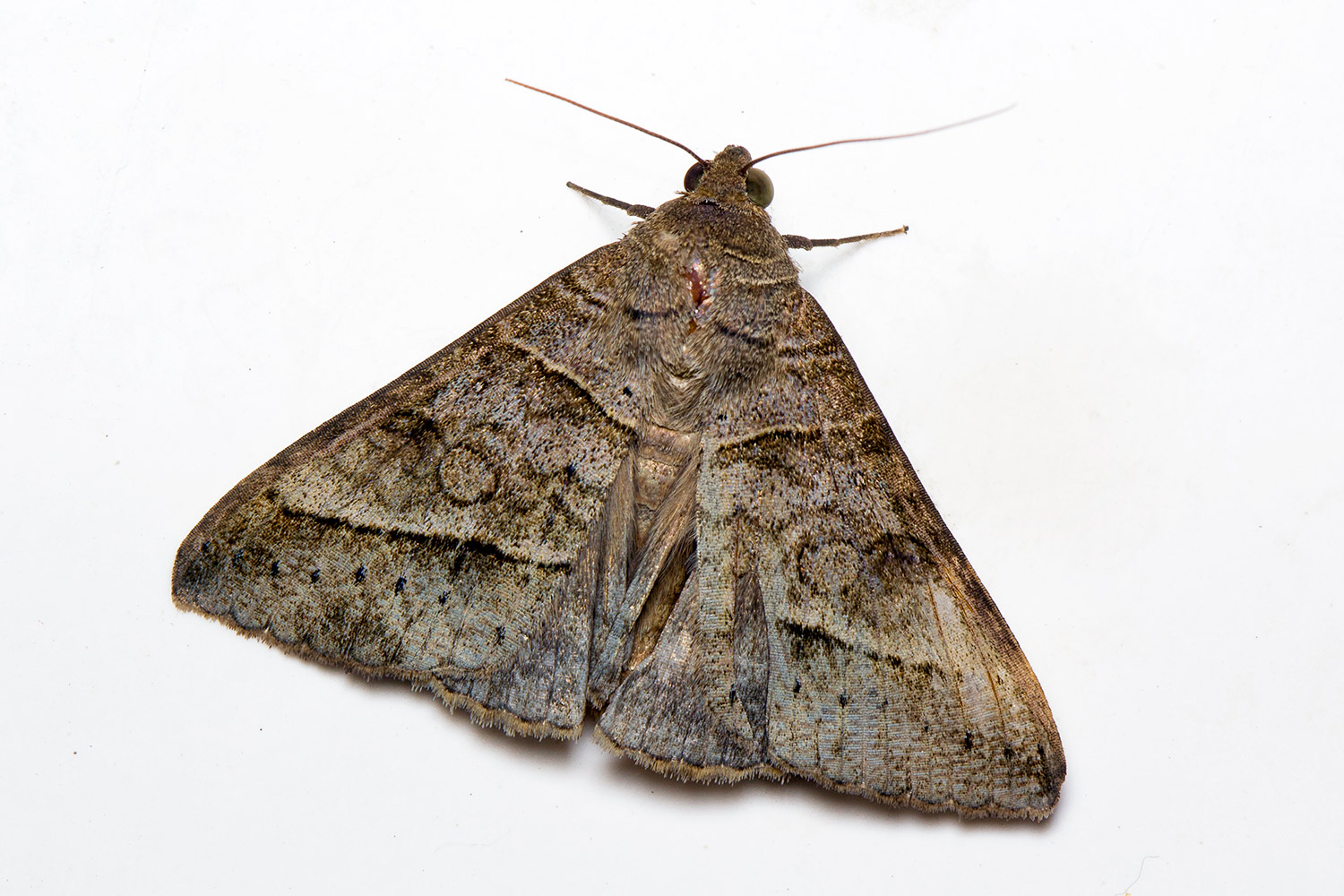 Looper Moth Barbados
