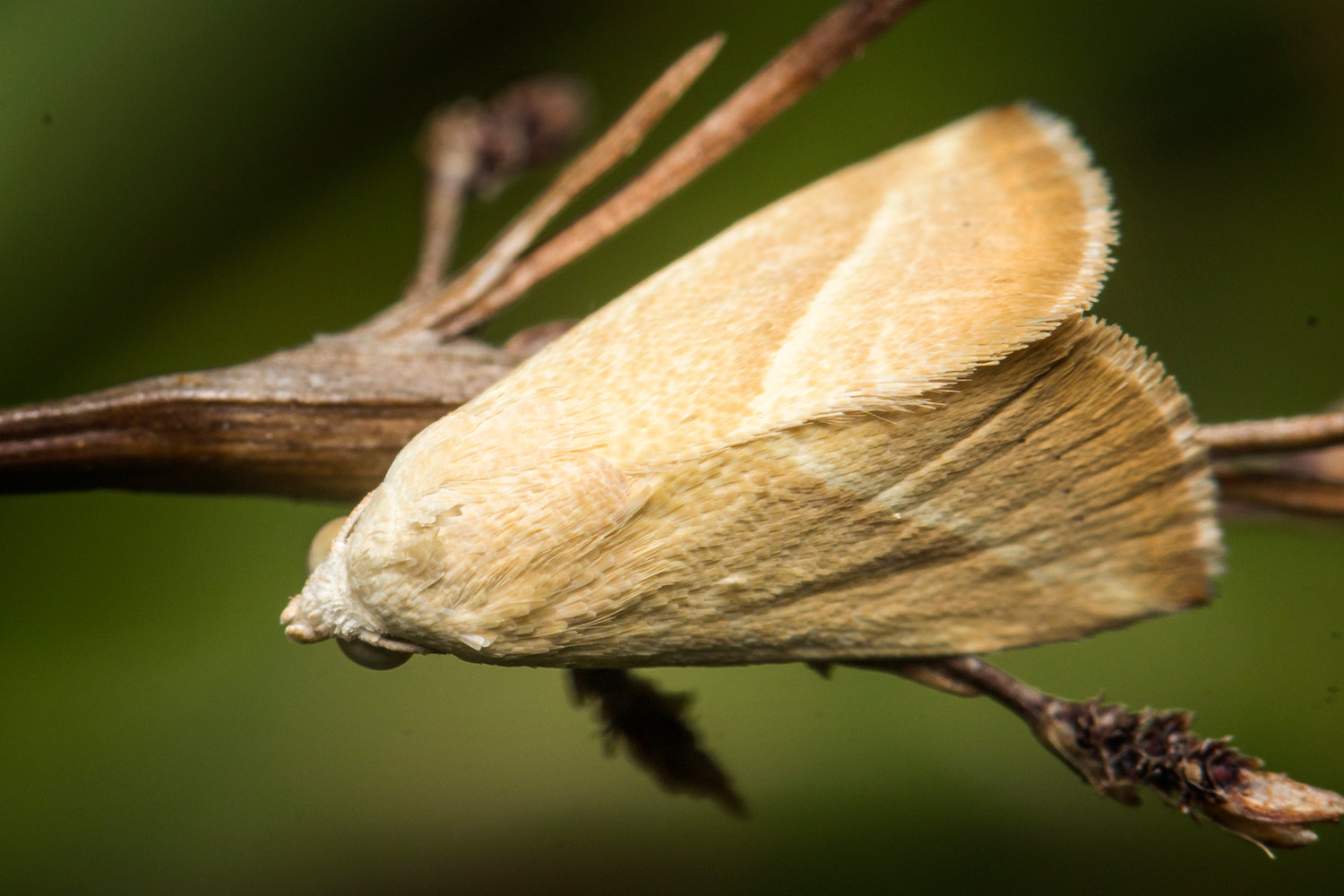 Straight-lined Seed Moth Barbados