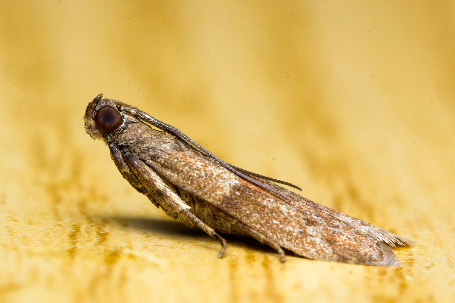 Household Casebearer Moth Barbados