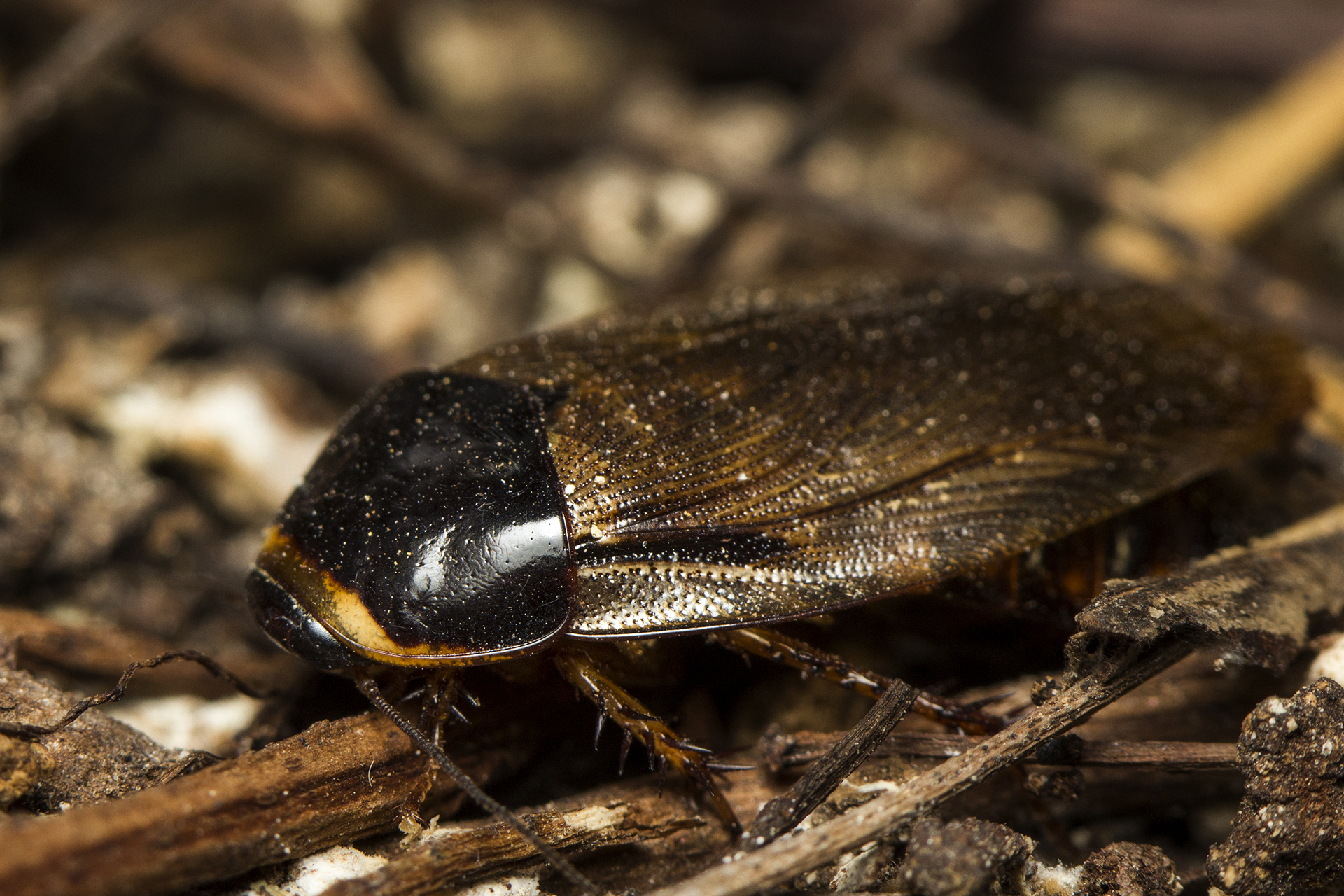Surinam Cockroach Barbados