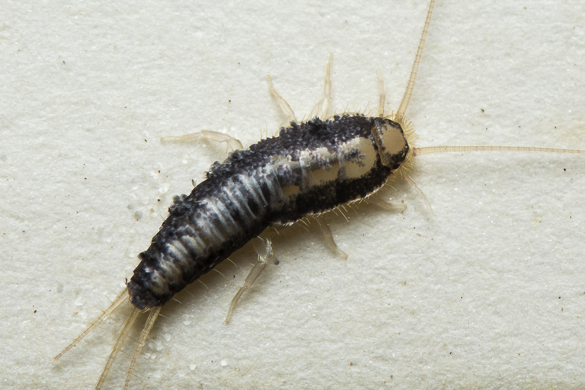 Silverfish Barbados