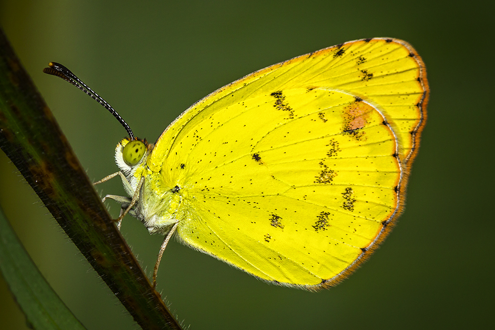 Butterfly Barbados