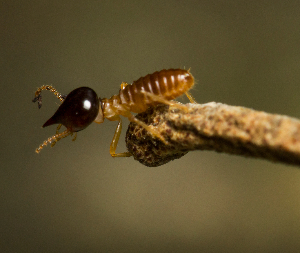 Conehead Termites Barbados