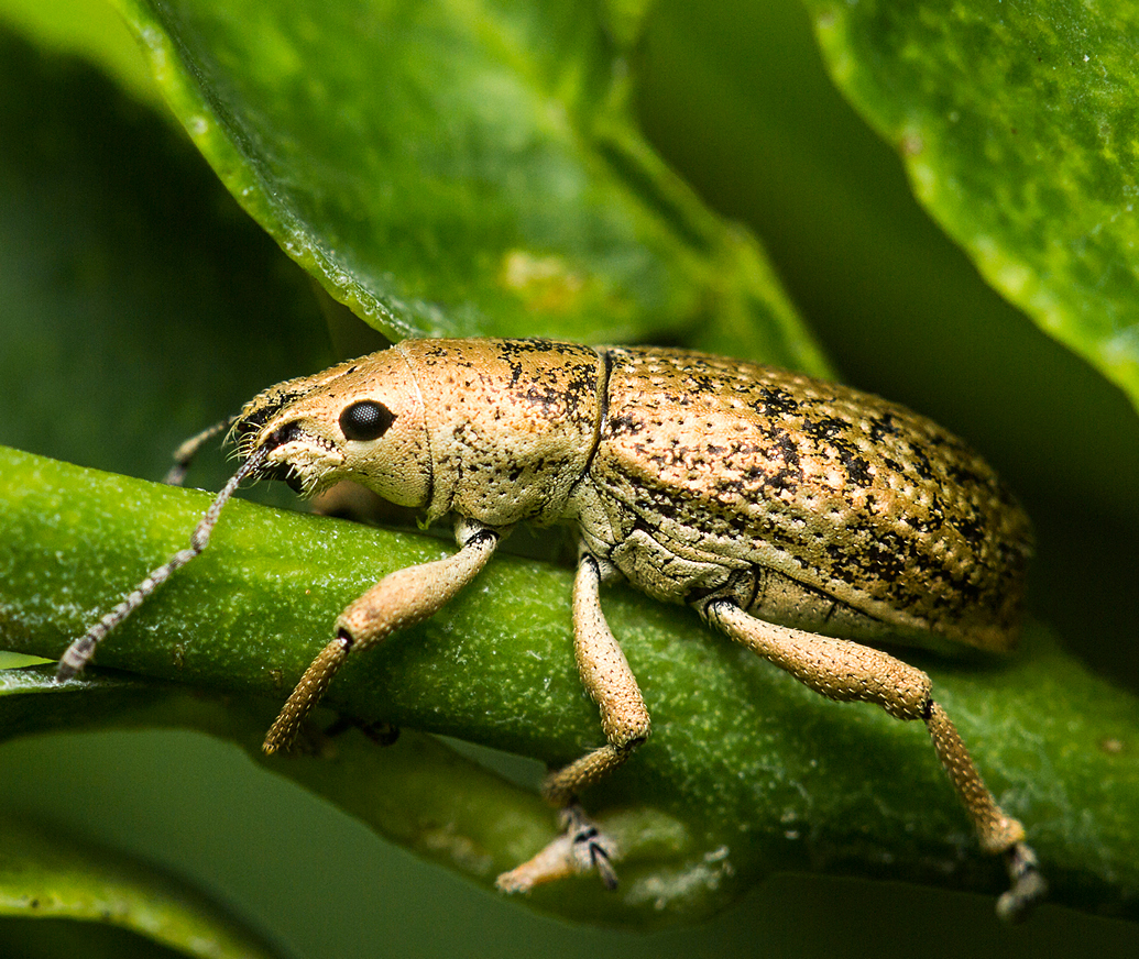 Broad-Nosed Weevil Barbados