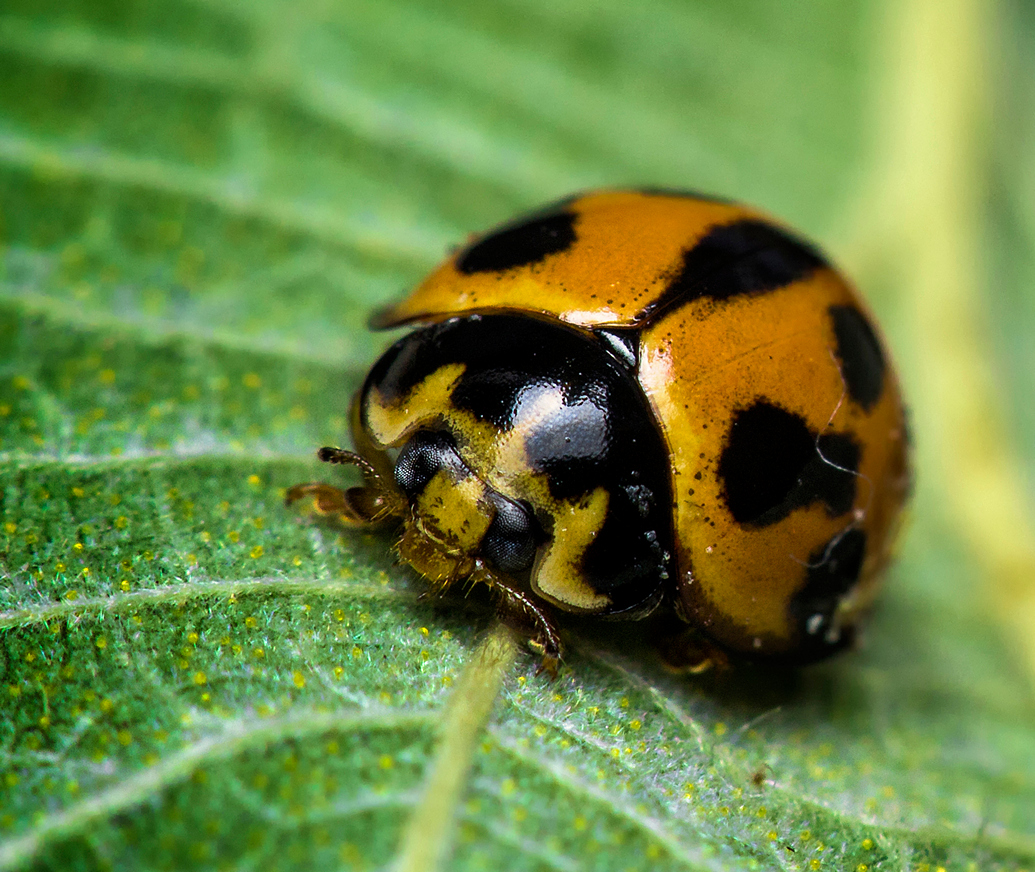 Variable Ladybird Barbados