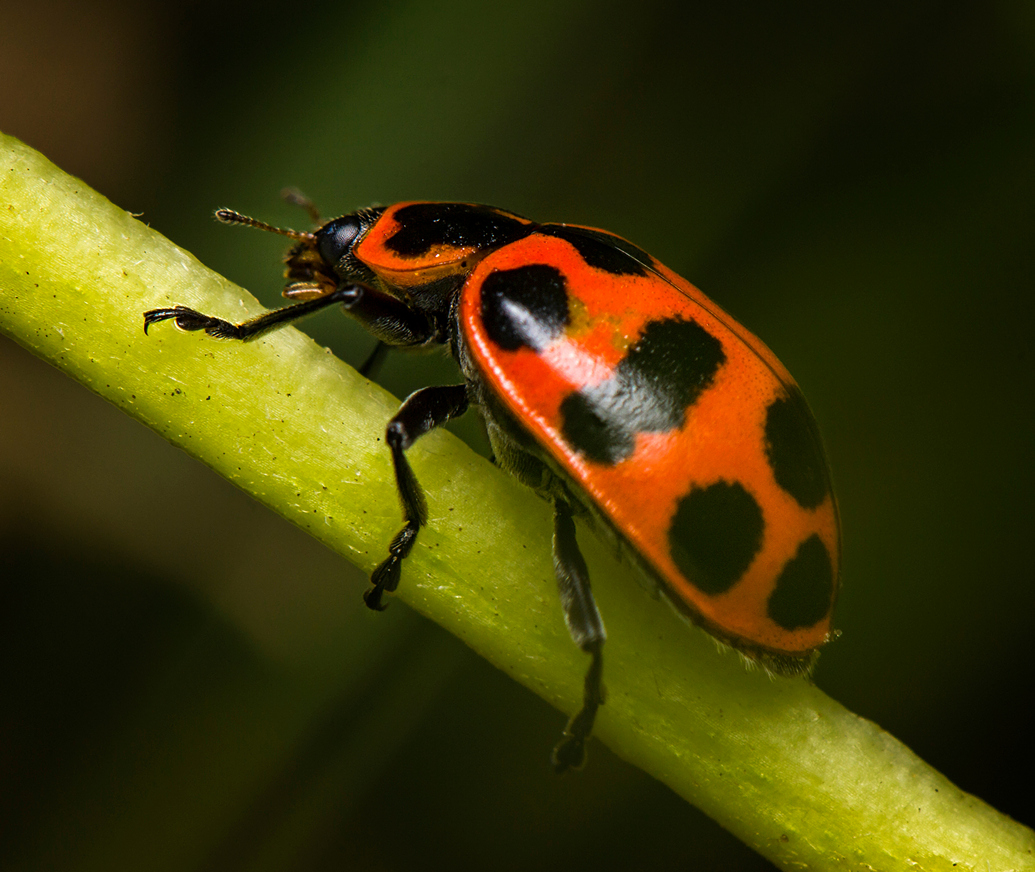 Twelve Spotted Ladybeetle Barbados