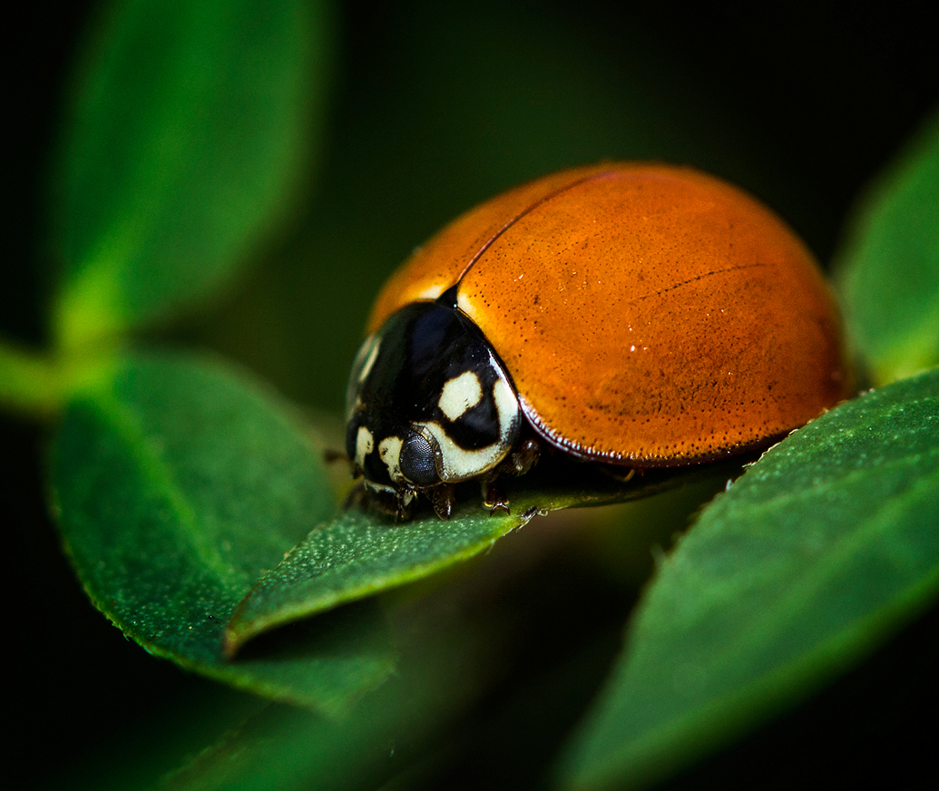 Spotless Lady Beetle Barbados