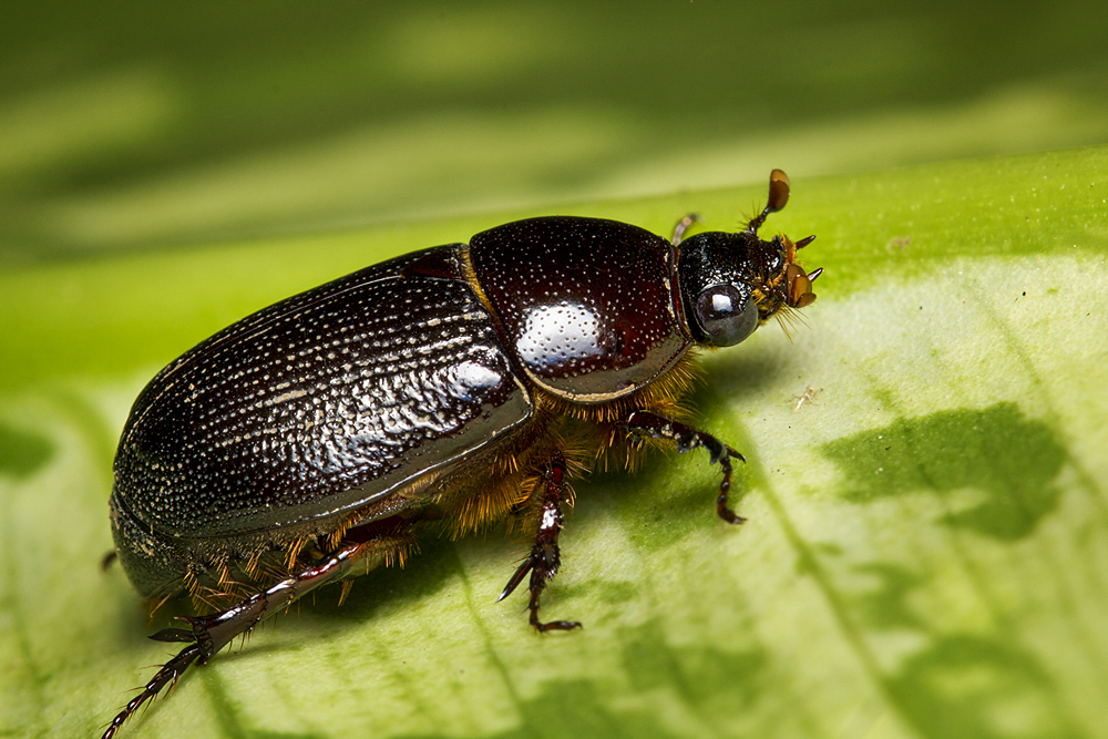 Earth-boring Scarab Beetle Barbados