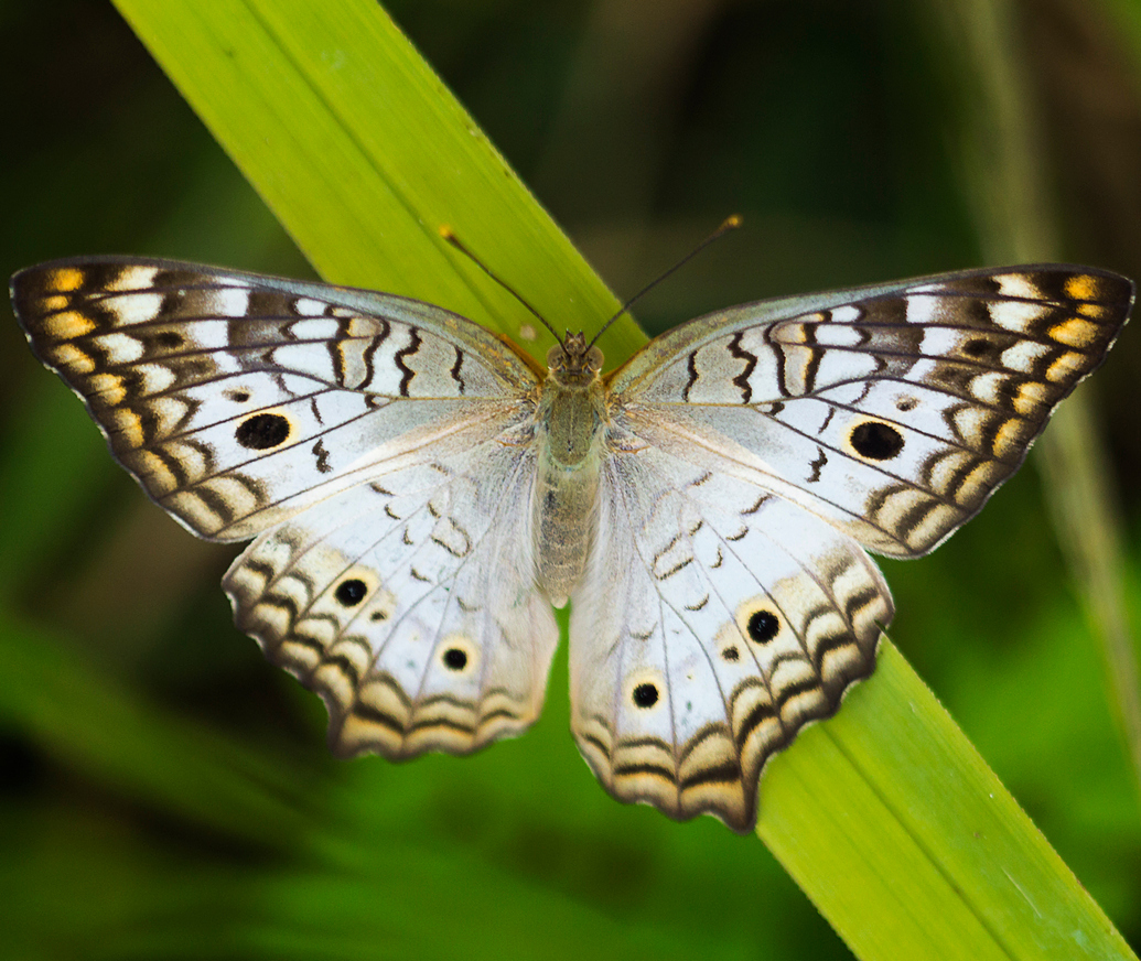 White Peacock Barbados