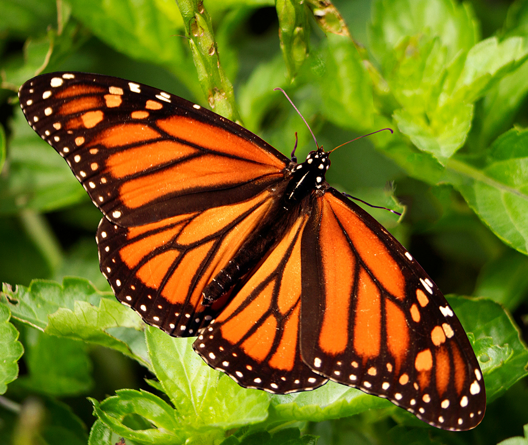 Monarch Butterfly Barbados