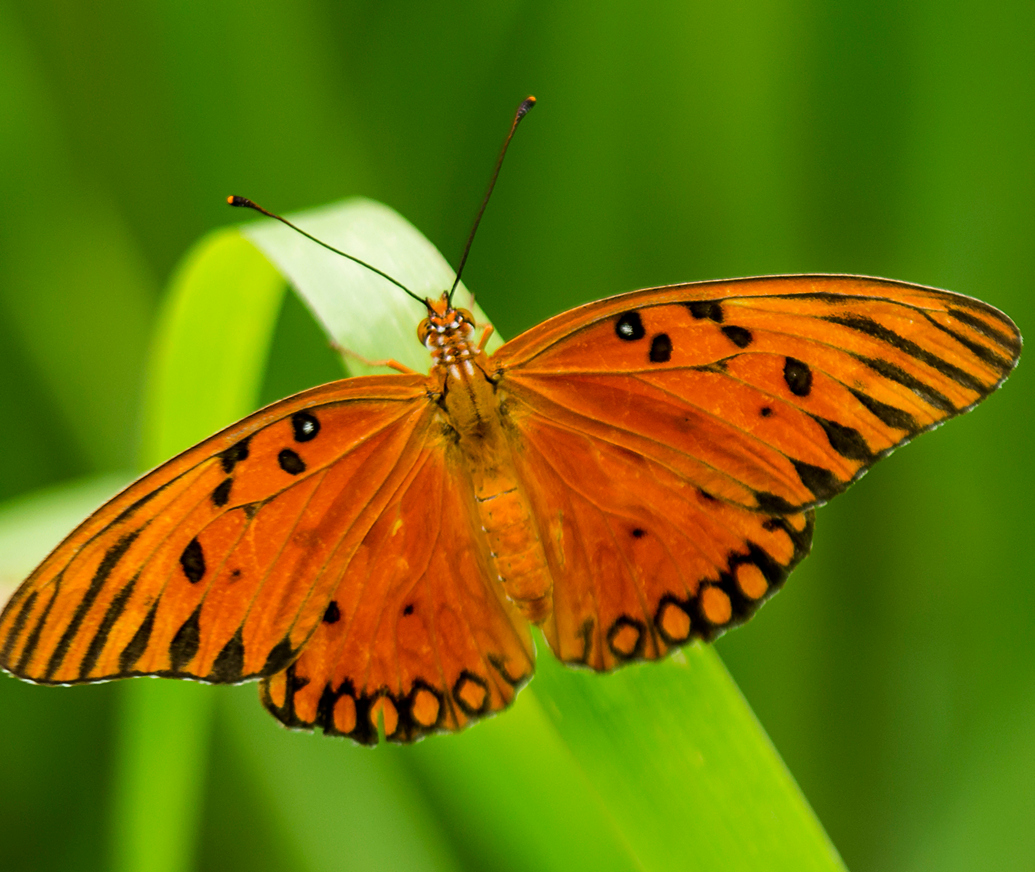 Gulf Fritillary Barbados