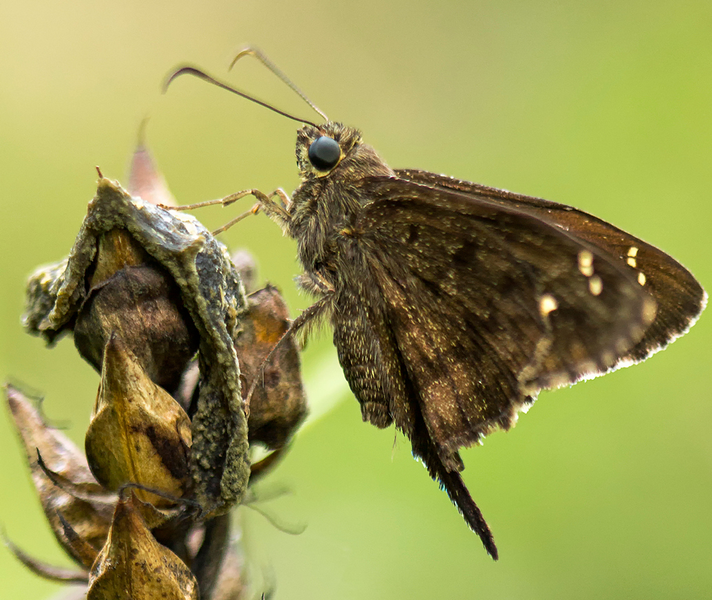Long-Tailed Skipper Barbados