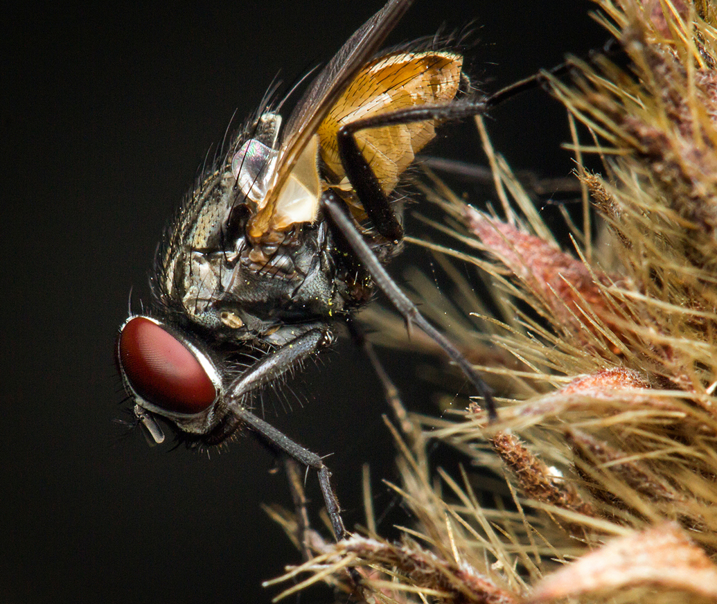 House Fly Barbados