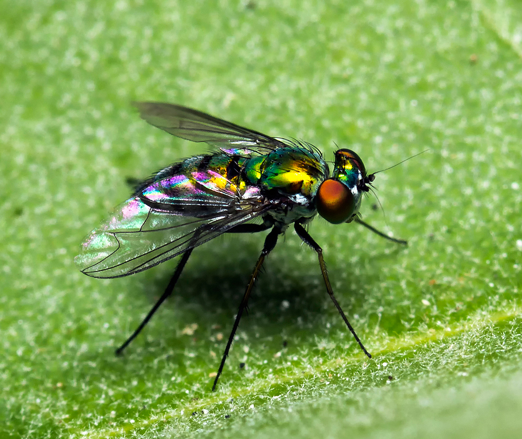 Long-Legged Fly Barbados
