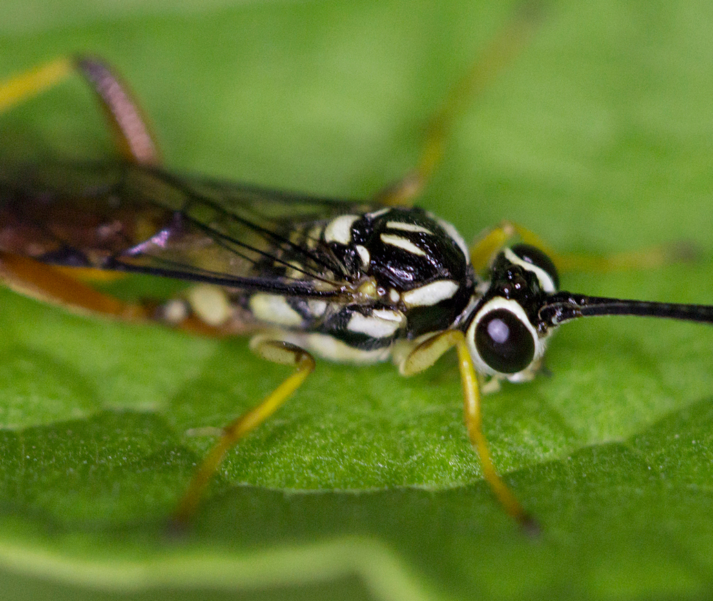 Ichneumon Wasp Barbados