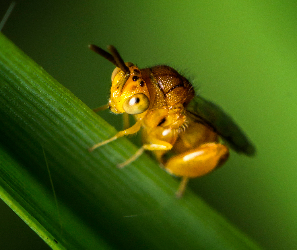 Yellow Chalcidid Wasps Barbados