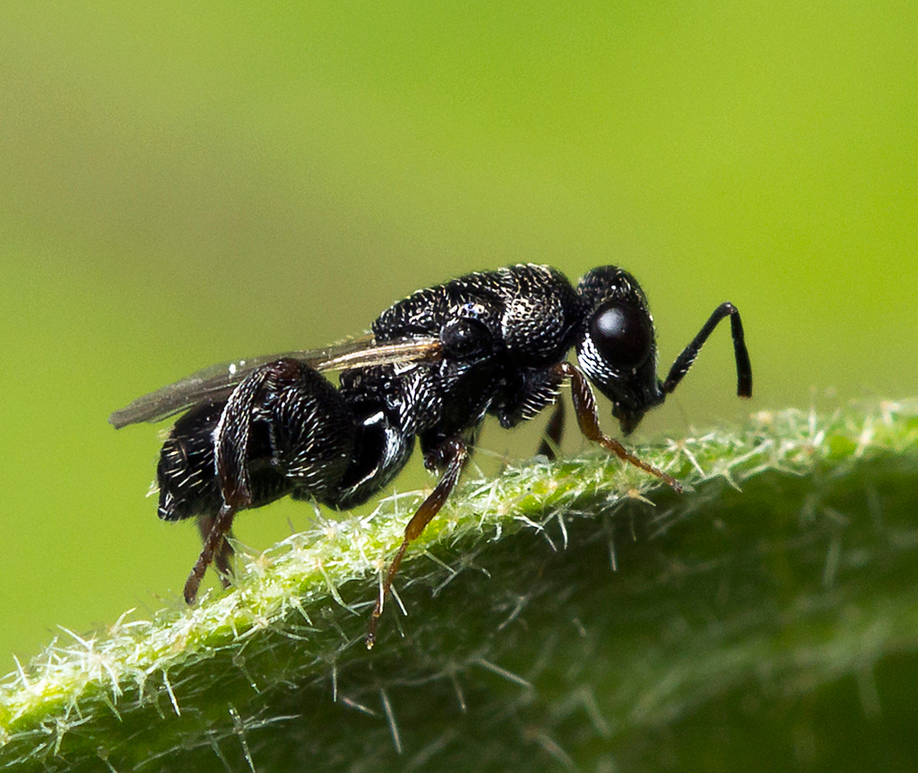 Black Chalcidid Wasps Barbados