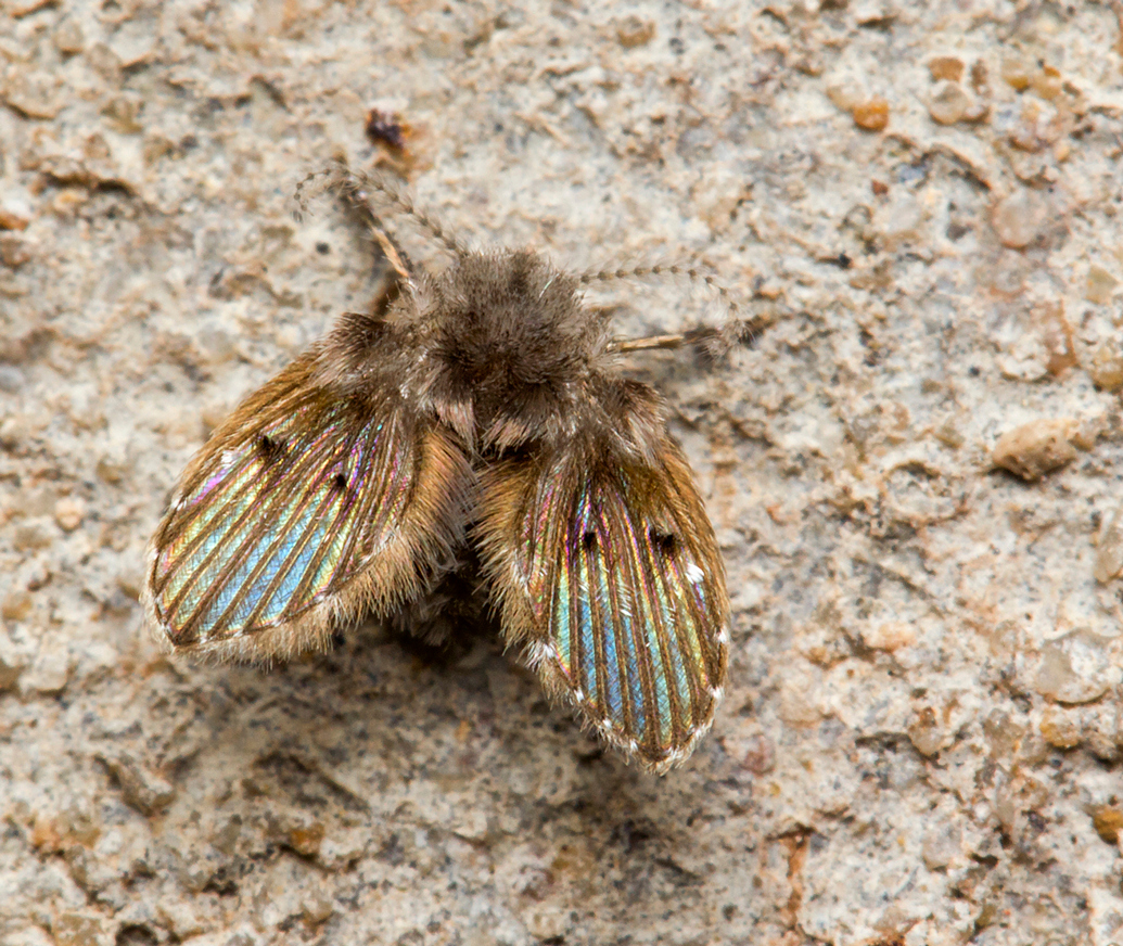 Drain Fly Barbados