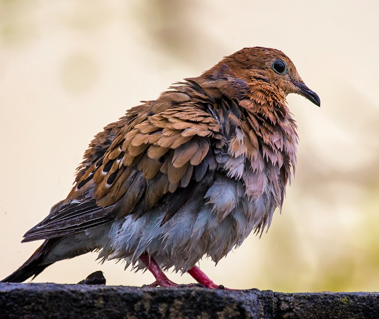 Zenaida Dove Barbados
