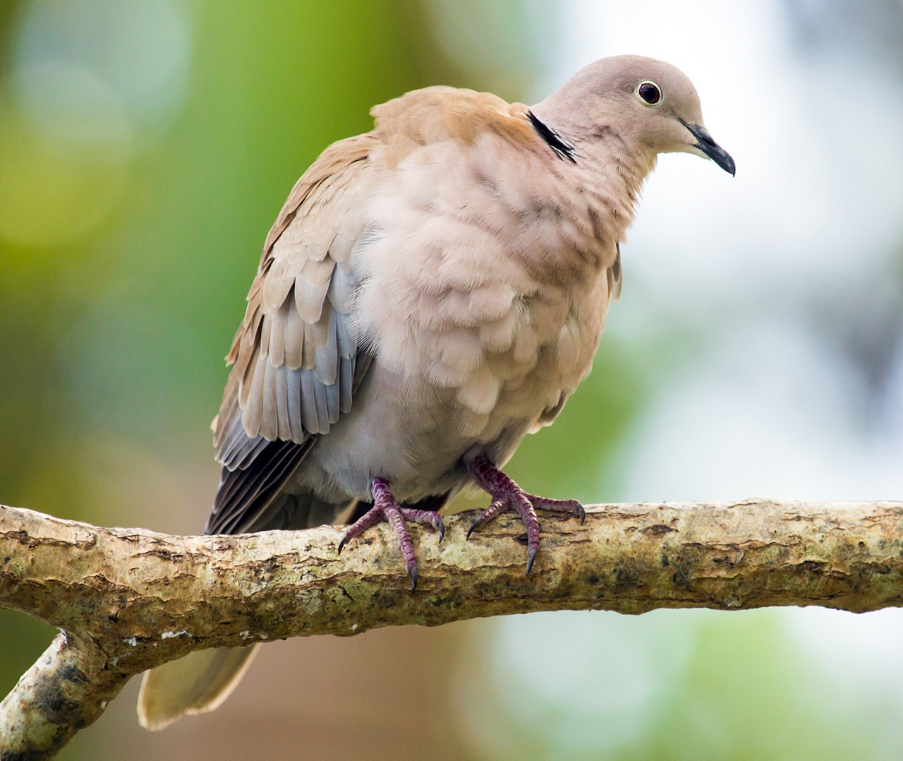 Eurasian Collared Dove Barbados