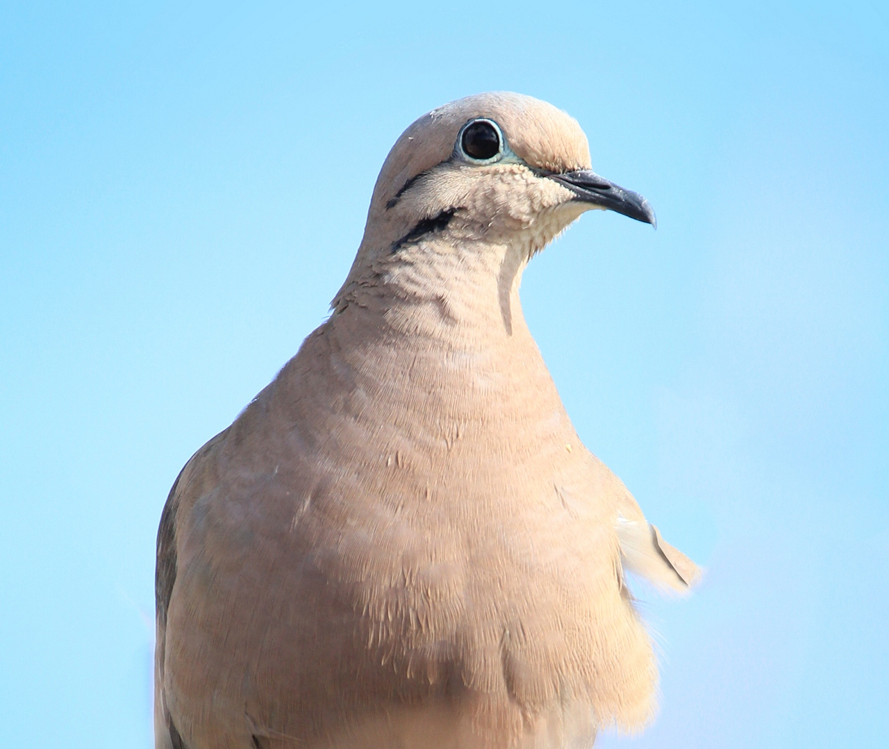 Eared Dove Barbados