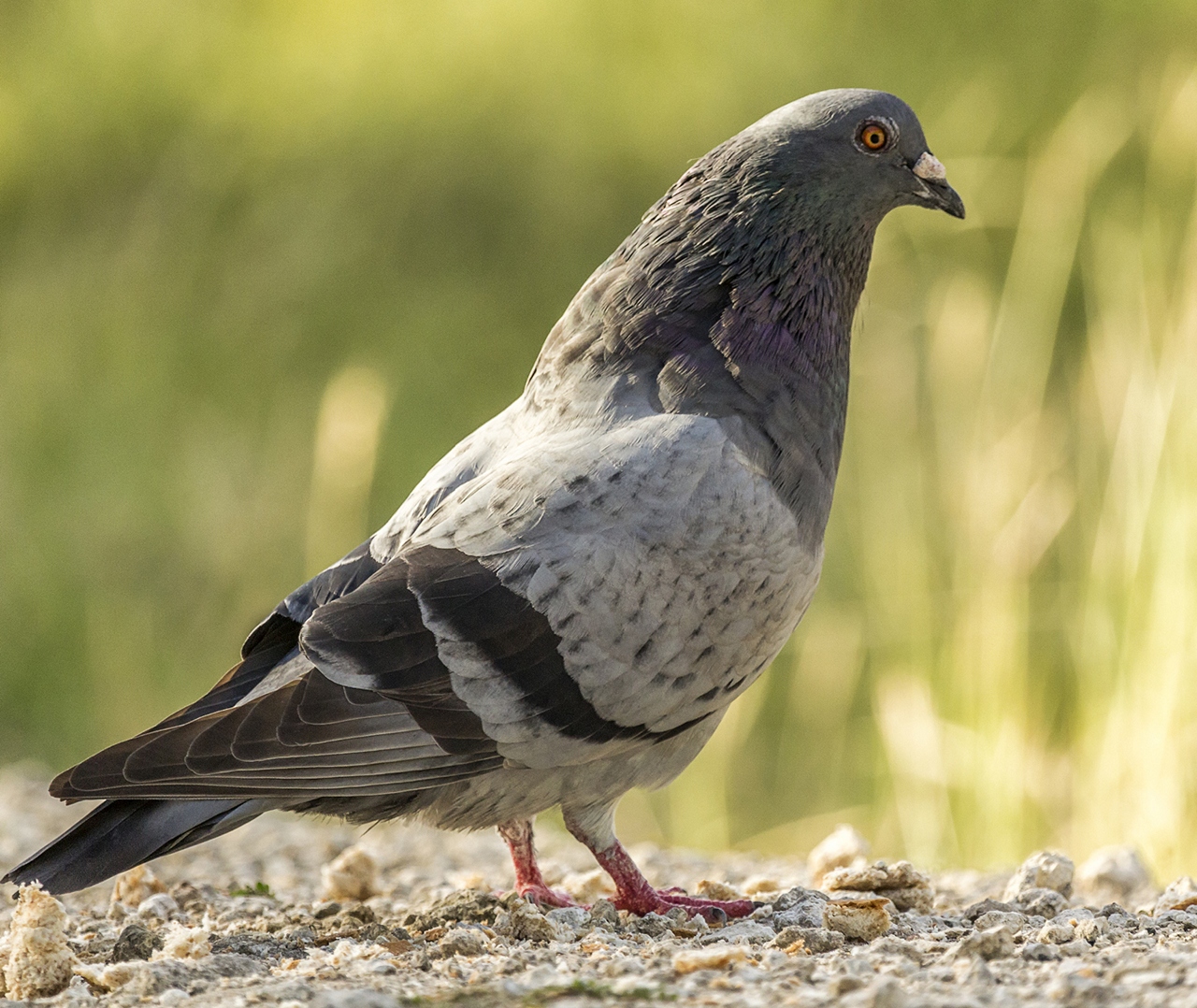 Rock Dove Barbados