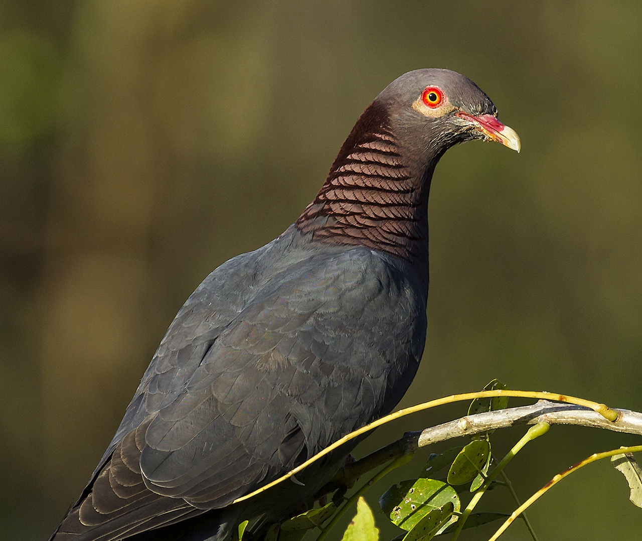 Scaley-Naped Pigeon Barbados