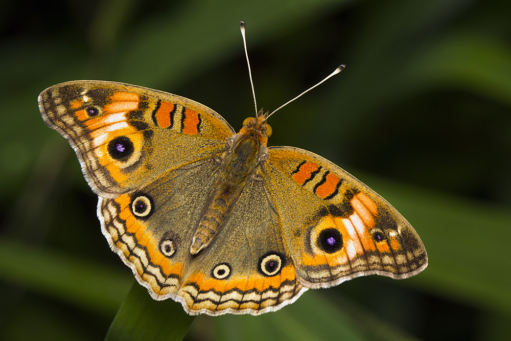 Caribbean Buckeye Barbados