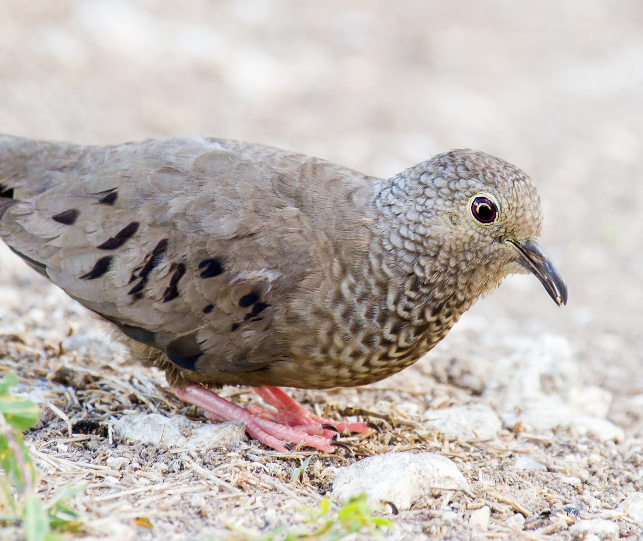 Common Ground Dove Barbados