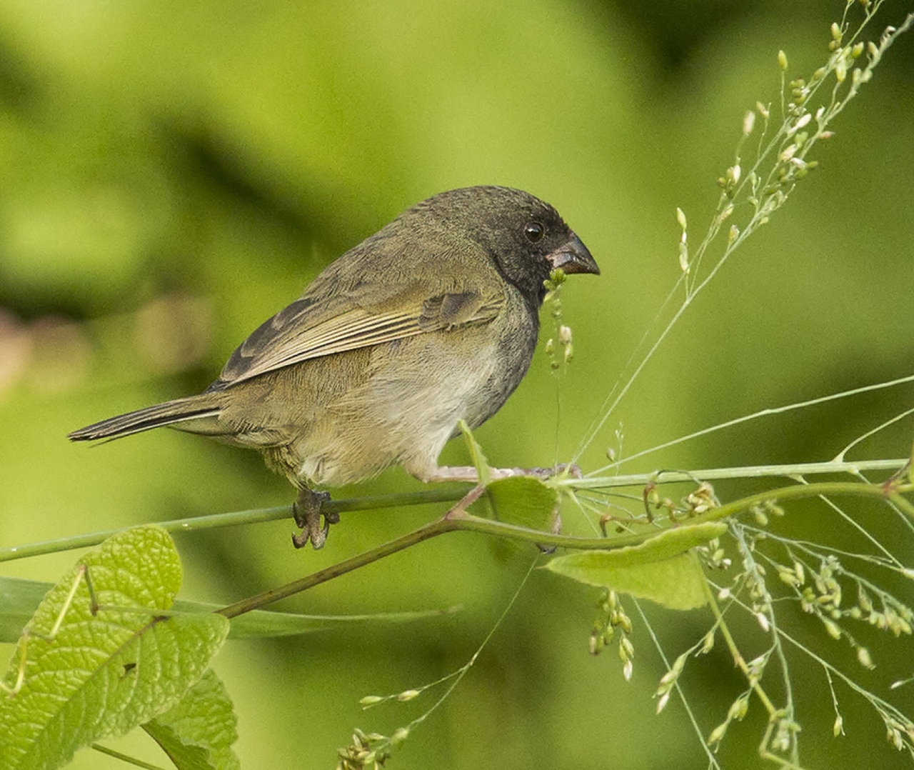 Black-Faced Grassquit Barbados