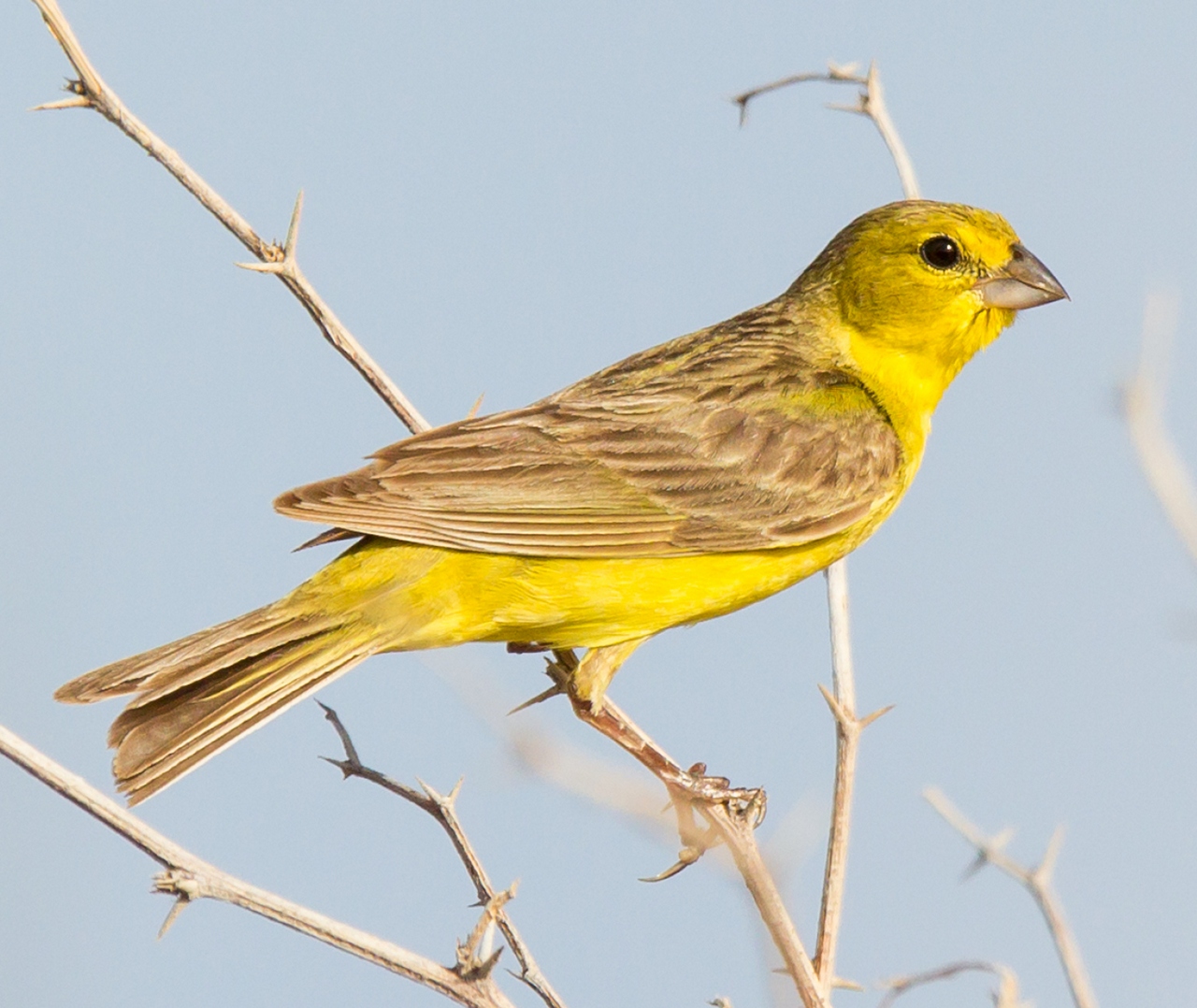 Grassland Yellow Finch Barbados