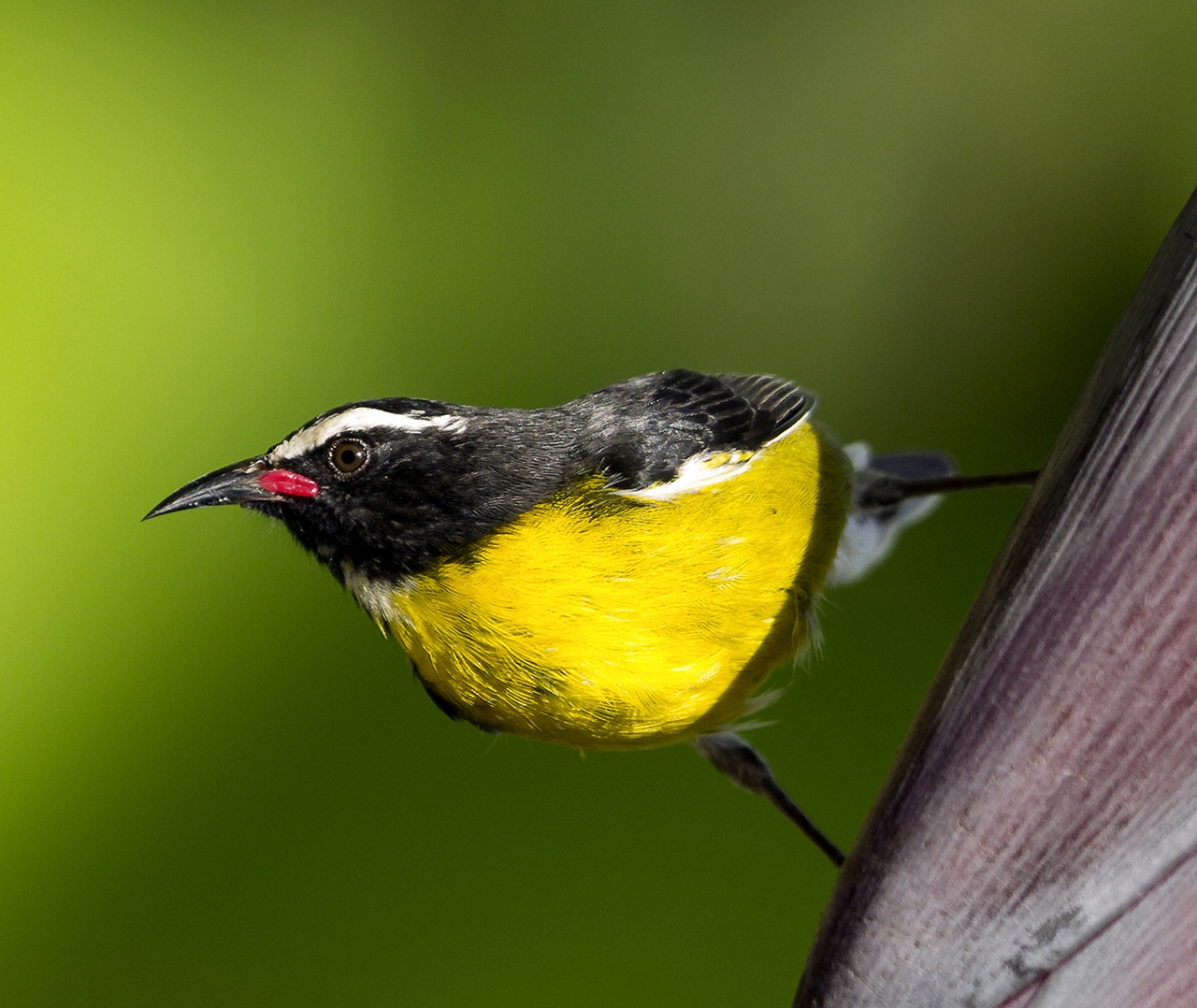Bananaquit Barbados