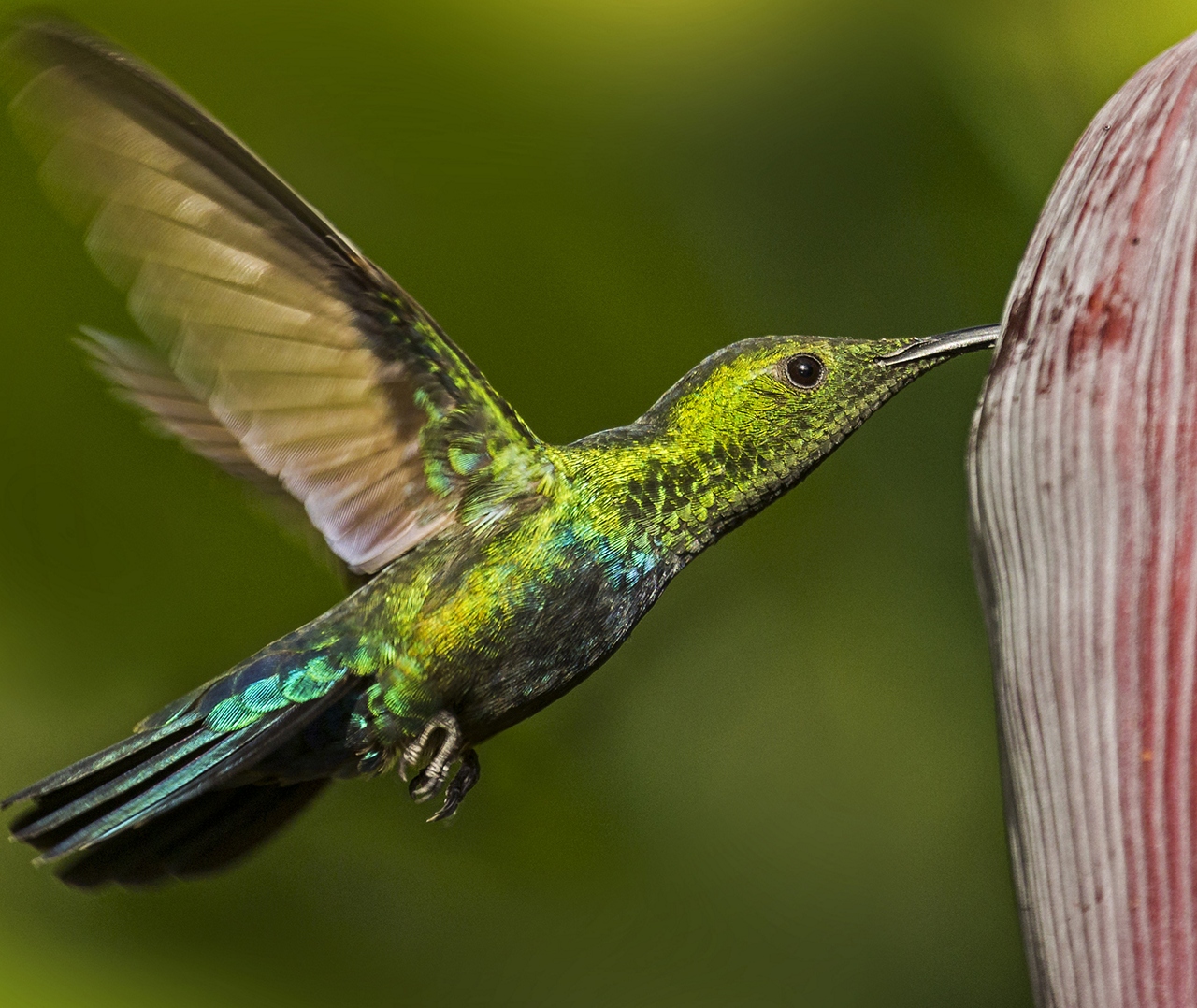 Green-Throated Carib Barbados