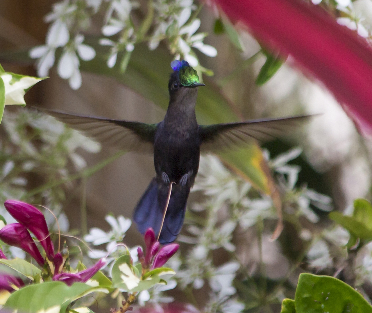 Antillean Crested Hummingbird Barbados