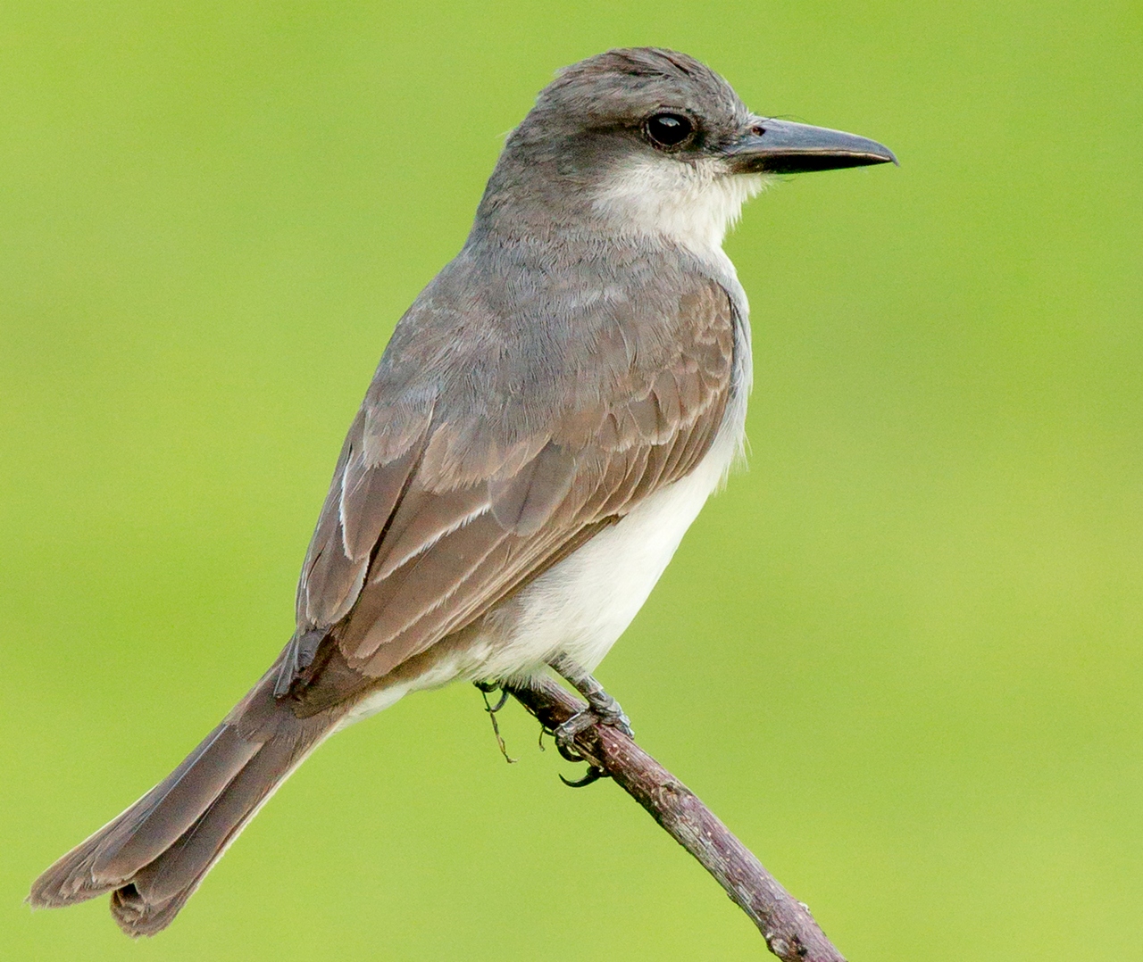 Gray Kingbird Barbados