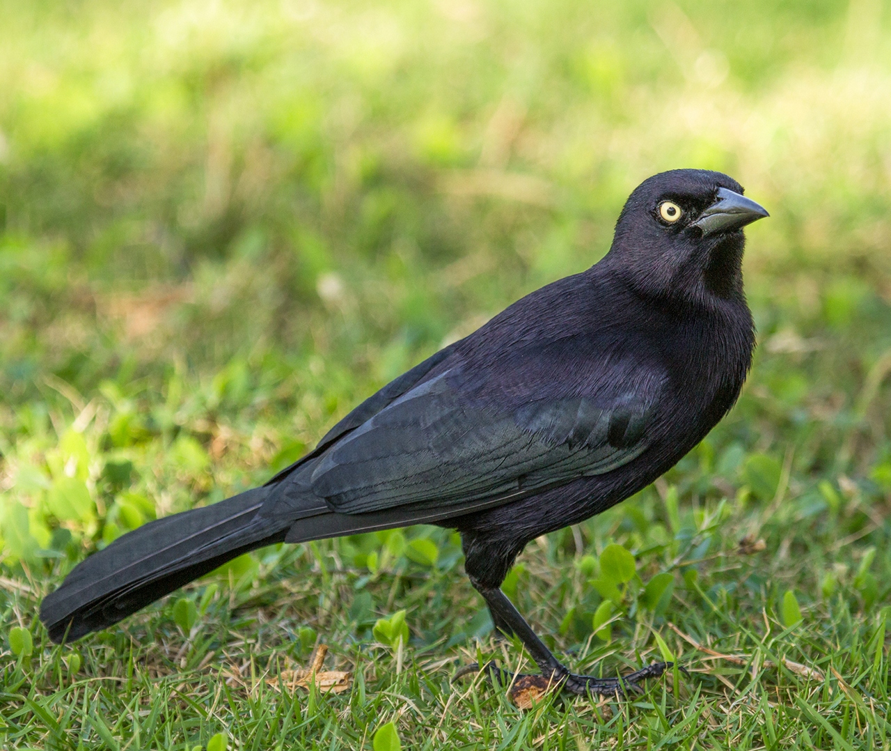 Carib Grackle Barbados