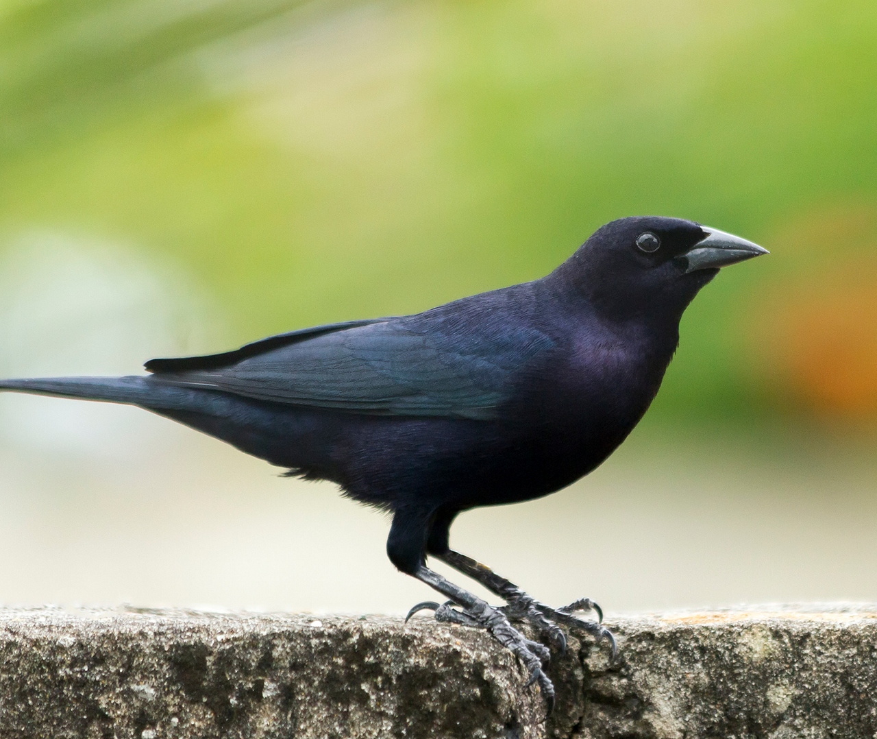 Shiny Cowbird Barbados