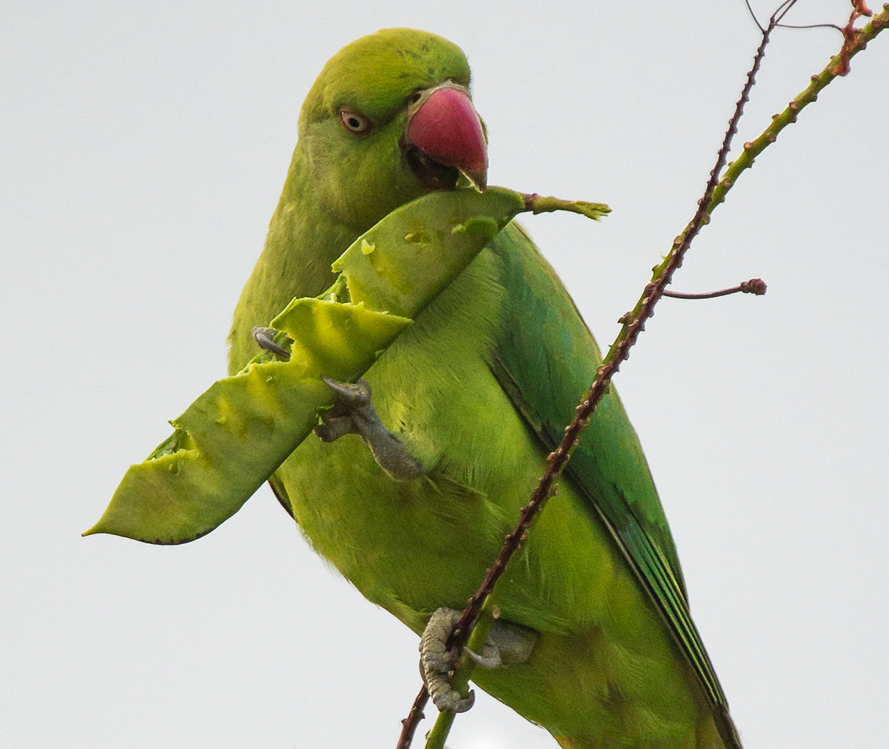 Rose-Ringed Parakeet Barbados