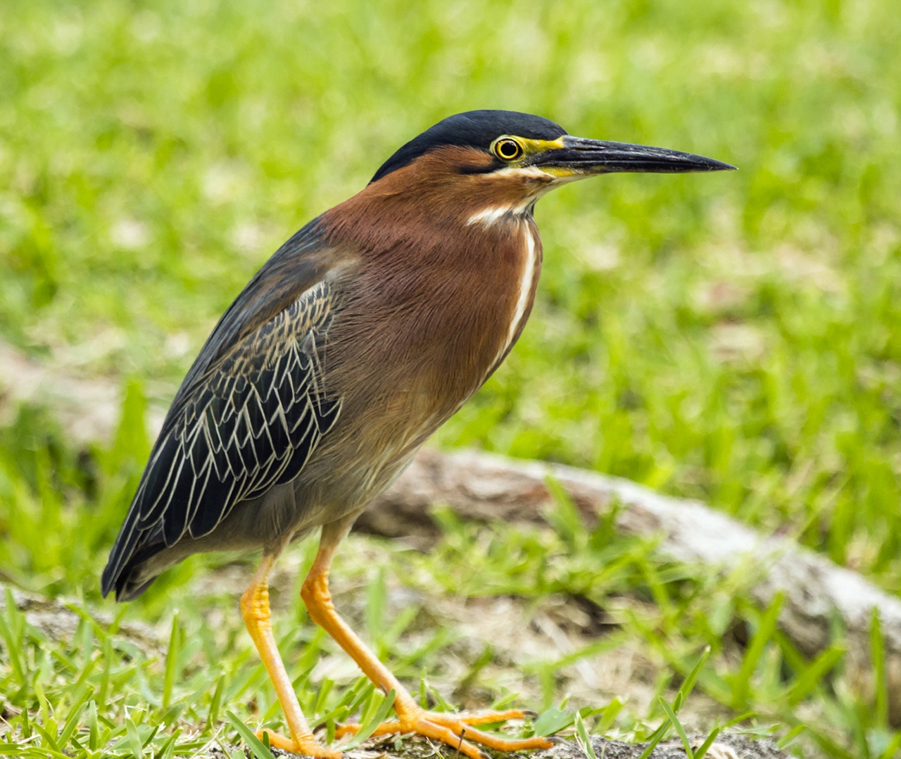 Green Heron Barbados
