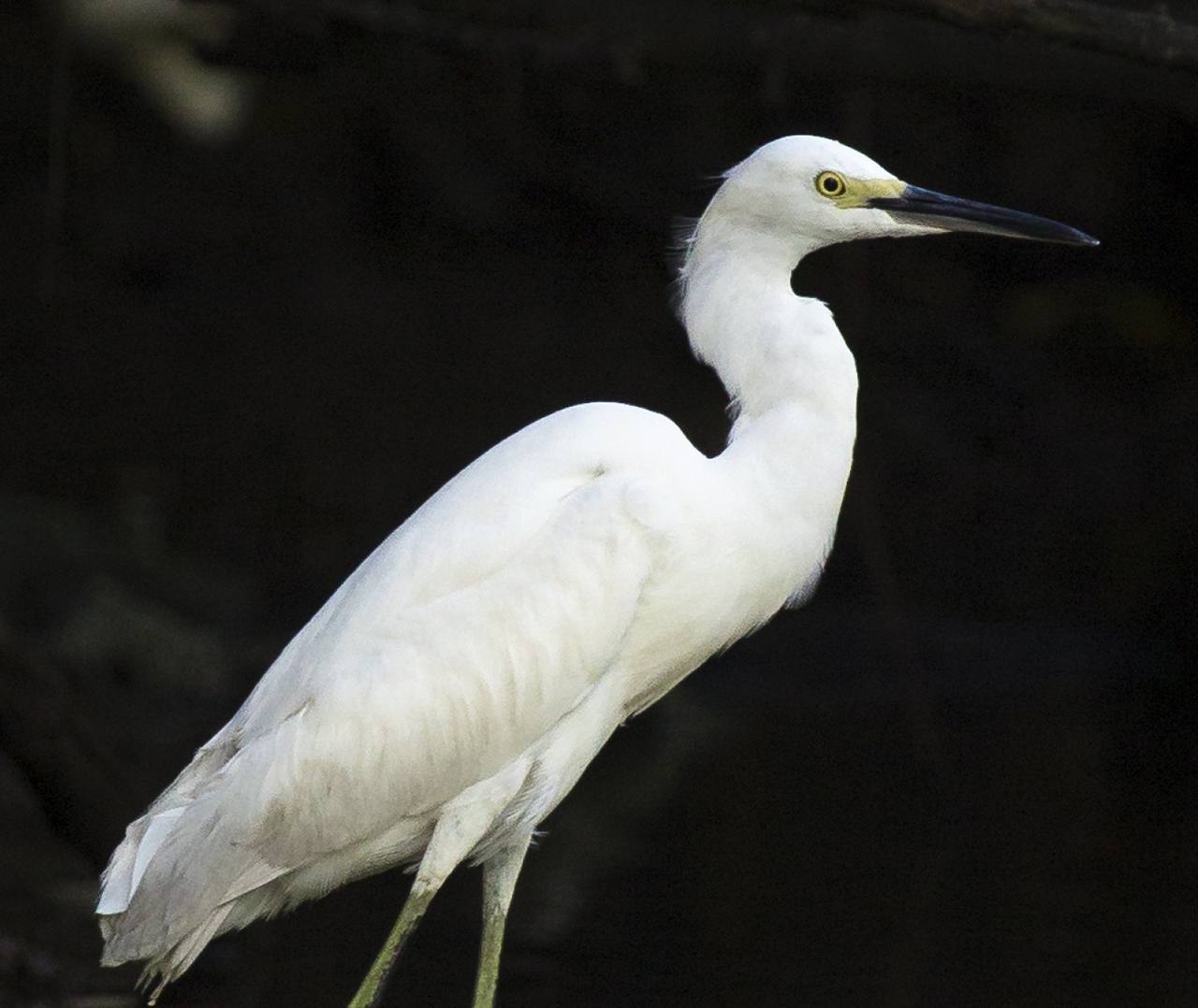 Little Egret Barbados