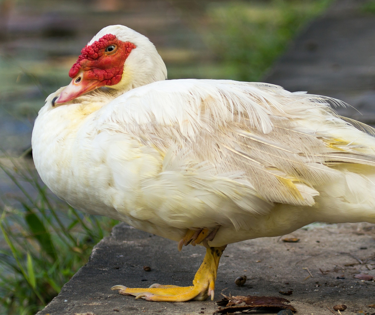 Muscovy Duck Barbados
