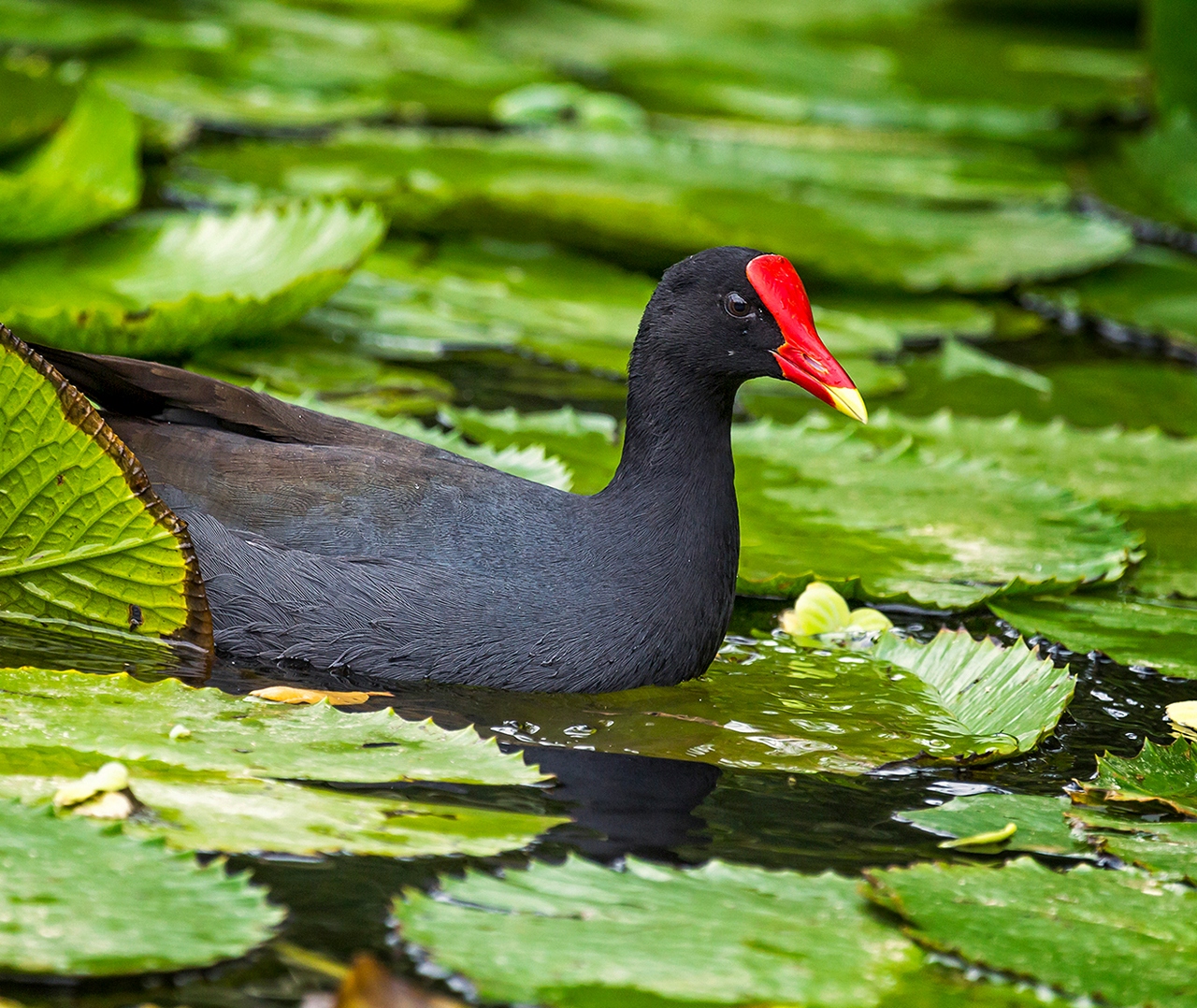 Common Gallinule Barbados