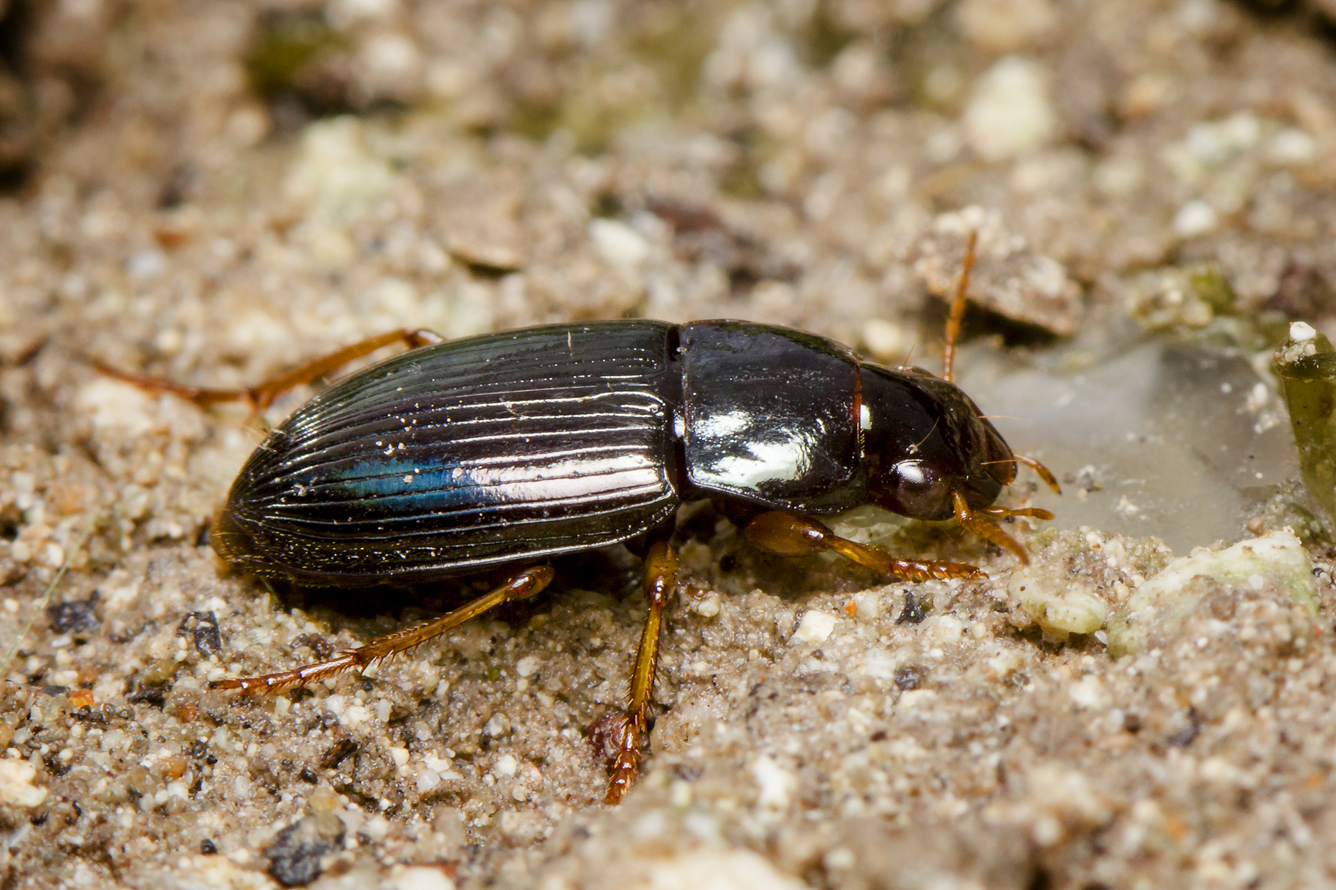 Common Ground Beetle Barbados