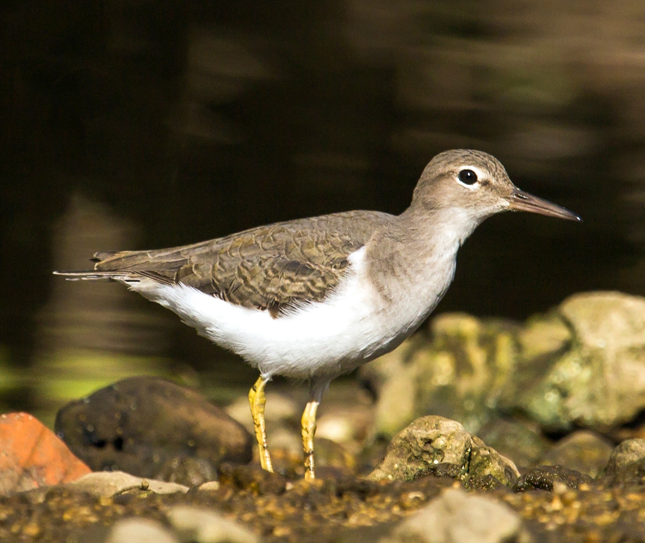 Spotted Sandpiper Barbados