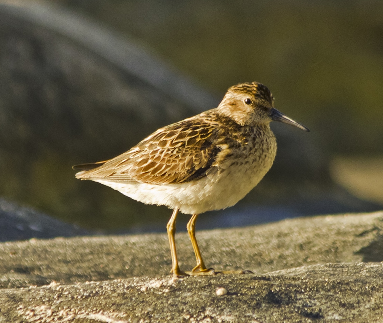 Least Sandpiper Barbados