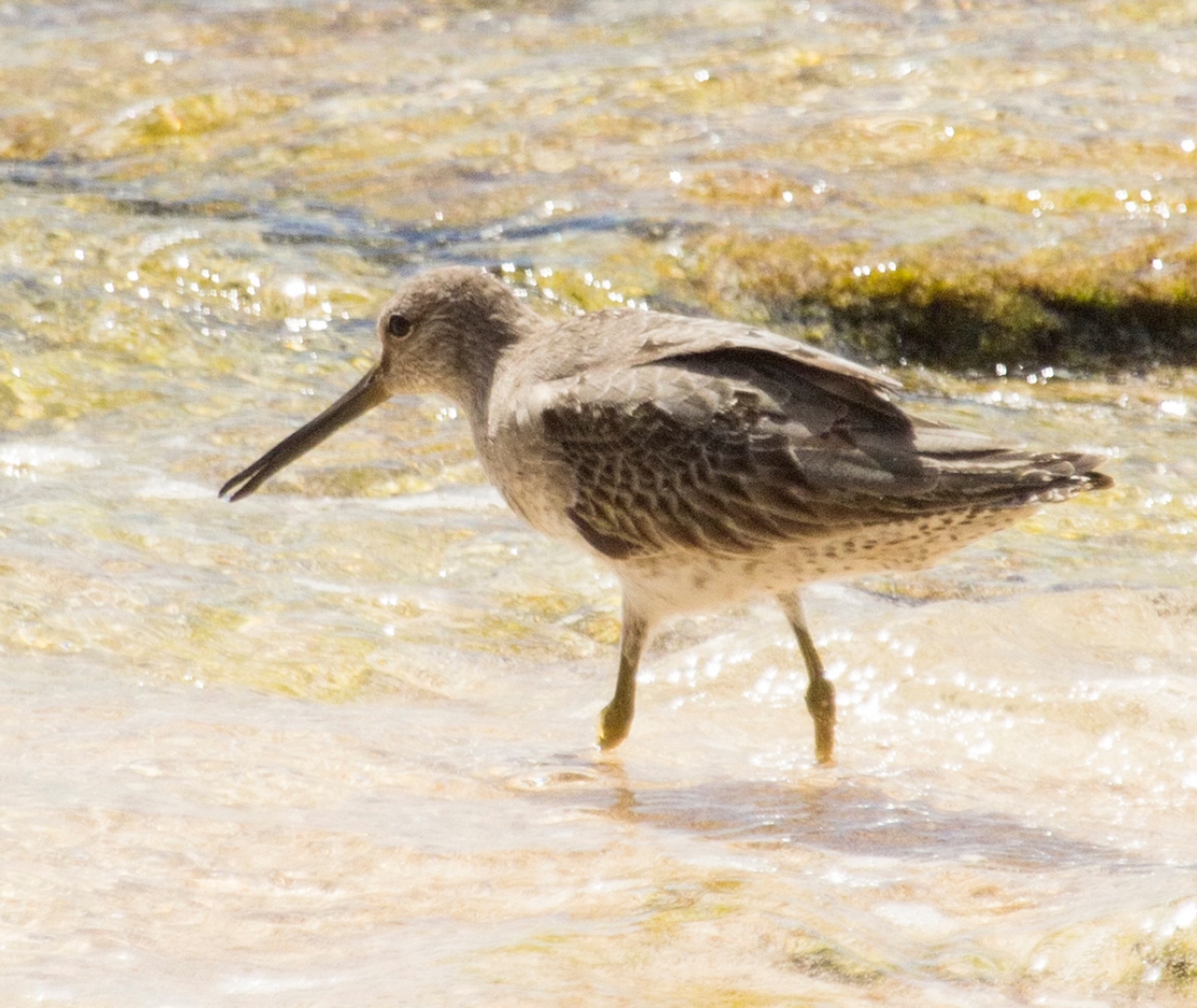 Short-billed Dowitcher Barbados