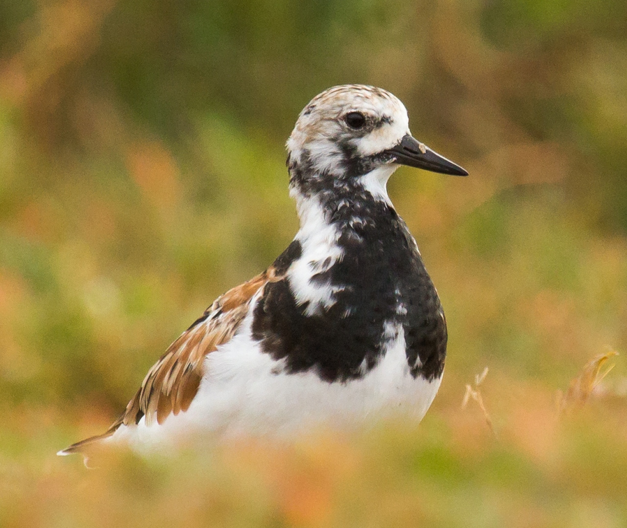 Ruddy Turnstone Barbados